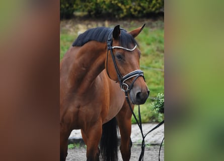 Trakehner, Jument, 10 Ans, 165 cm, Bai