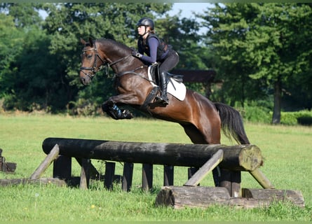 Trakehner, Jument, 10 Ans, 167 cm, Bai