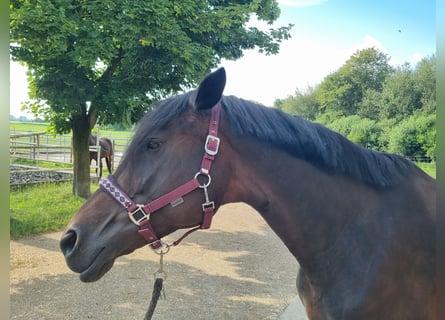 Trakehner, Jument, 10 Ans, 172 cm, Bai brun