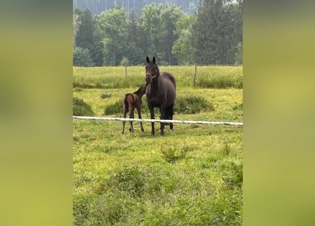 Trakehner, Jument, 12 Ans, 165 cm, Noir