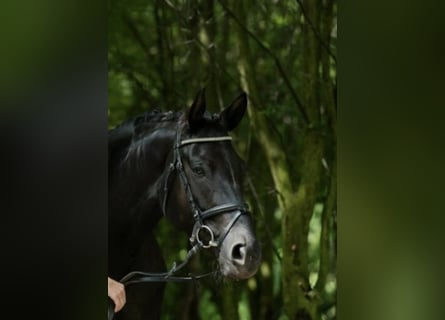 Trakehner, Jument, 12 Ans, Noir