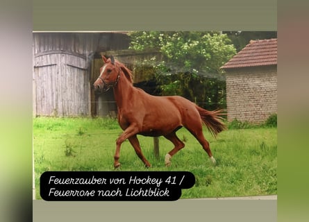 Trakehner, Jument, 14 Ans, 162 cm, Alezan