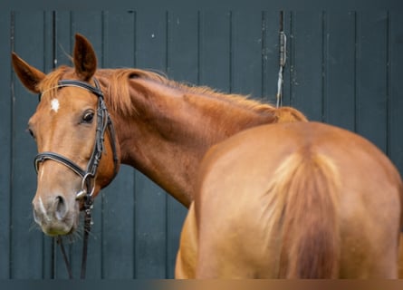 Trakehner, Jument, 14 Ans, 164 cm, Alezan