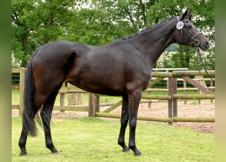 Trakehner, Jument, 14 Ans, 169 cm, Bai brun foncé