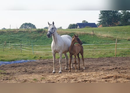 Trakehner, Jument, 14 Ans, Gris