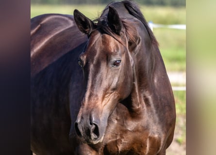 Trakehner, Jument, 15 Ans, 163 cm, Bai brun