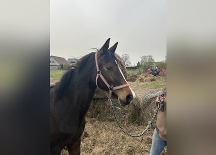 Trakehner, Jument, 1 Année, 155 cm, Bai