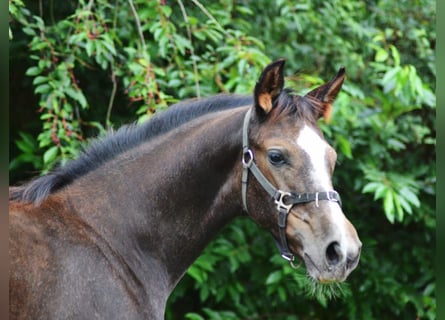 Trakehner, Jument, 1 Année, 165 cm, Gris