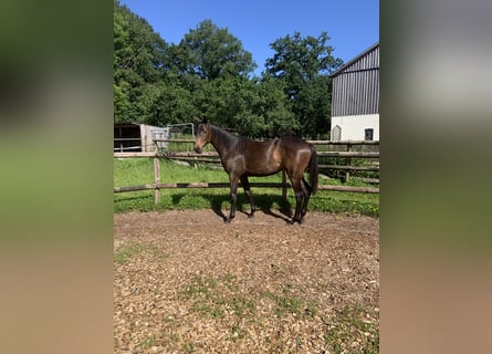 Trakehner, Jument, 1 Année, 168 cm, Bai brun