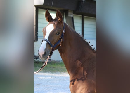 Trakehner, Jument, 1 Année, 175 cm, Alezan