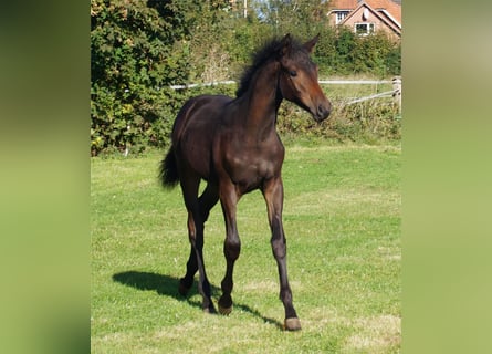 Trakehner, Jument, 1 Année, Bai brun