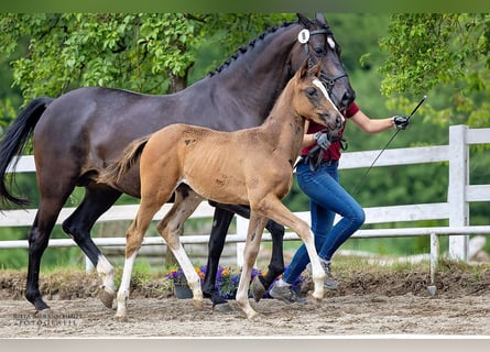 Trakehner, Jument, 1 Année, Bai brun
