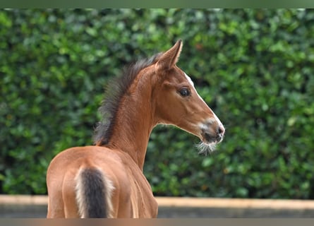 Trakehner, Jument, 1 Année, Bai