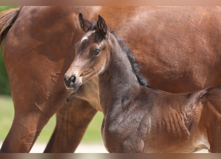 Trakehner, Jument, 1 Année, Noir