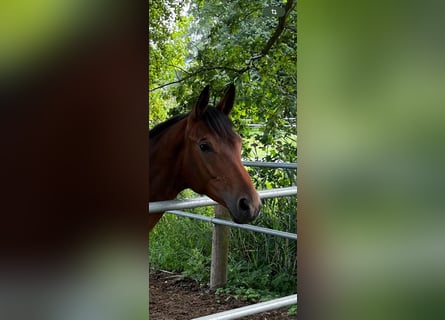 Trakehner, Jument, 2 Ans, 159 cm, Bai