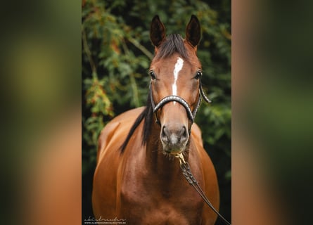 Trakehner, Jument, 2 Ans, 160 cm, Bai