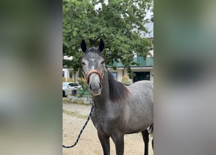 Trakehner, Jument, 2 Ans, 167 cm, Gris noir