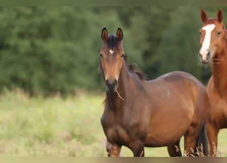 Trakehner, Jument, 2 Ans, 168 cm, Bai