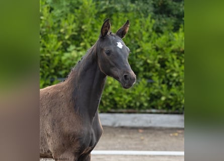 Trakehner, Jument, 2 Ans, 170 cm, Bai brun foncé