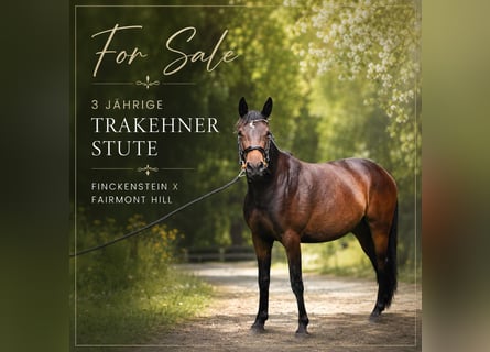 Trakehner, Jument, 3 Ans, 160 cm, Bai