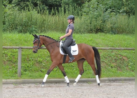 Trakehner, Jument, 3 Ans, 164 cm, Bai