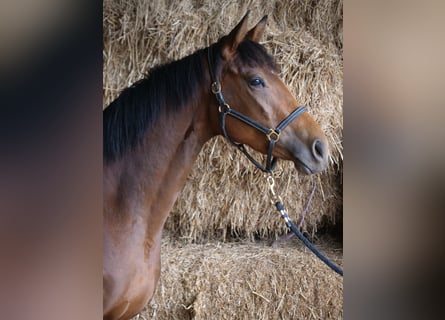 Trakehner, Jument, 3 Ans, 165 cm, Bai