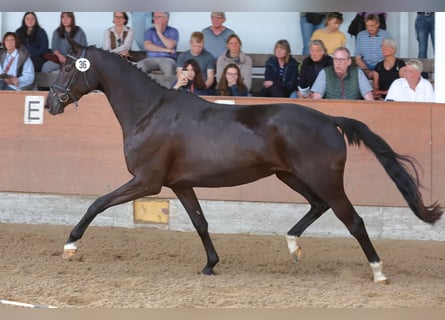 Trakehner, Jument, 3 Ans, 166 cm, Noir