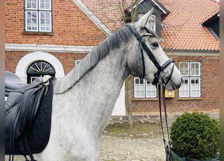 Trakehner, Jument, 3 Ans, 167 cm, Gris