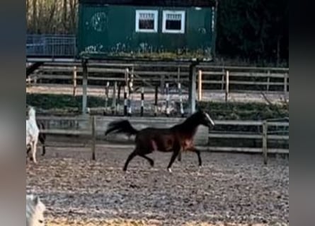 Trakehner, Jument, 3 Ans, 170 cm, Bai