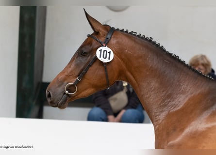 Trakehner, Jument, 3 Ans, 171 cm, Bai