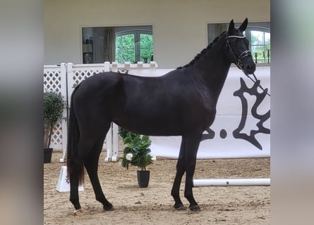 Trakehner, Jument, 3 Ans, 172 cm, Noir