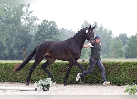 Trakehner, Jument, 3 Ans, Noir