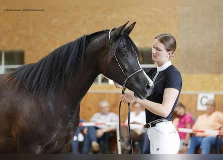 Trakehner, Jument, 4 Ans, 160 cm, Bai brun foncé