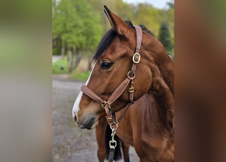 Trakehner, Jument, 4 Ans, 160 cm, Bai