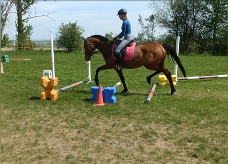 Trakehner, Jument, 4 Ans, 162 cm, Bai clair
