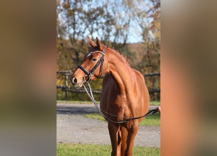 Trakehner, Jument, 4 Ans, 164 cm, Alezan
