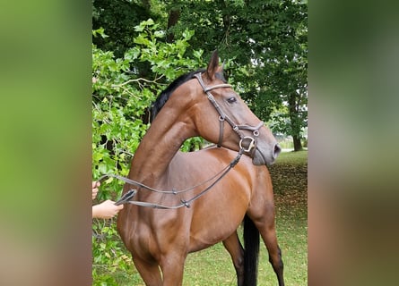 Trakehner, Jument, 4 Ans, 164 cm, Bai