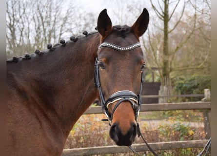 Trakehner, Jument, 4 Ans, 165 cm, Bai