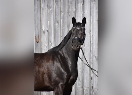 Trakehner, Jument, 4 Ans, 165 cm, Noir