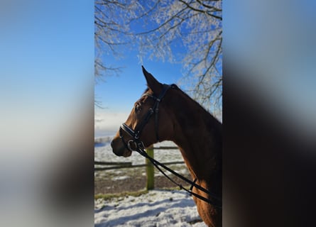 Trakehner, Jument, 4 Ans, 168 cm, Bai