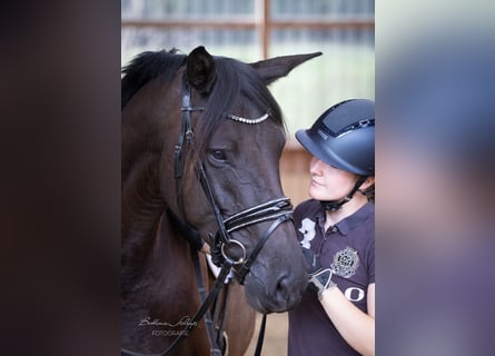 Trakehner, Jument, 4 Ans, 169 cm, Noir