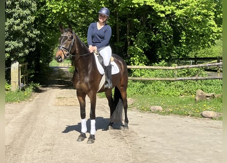 Trakehner, Jument, 4 Ans, 170 cm, Bai