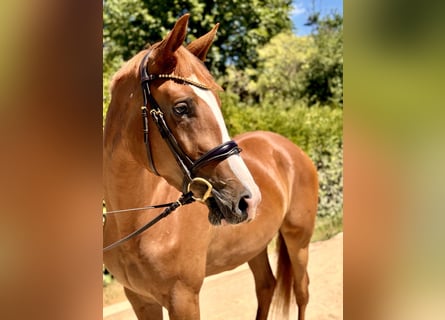 Trakehner, Jument, 4 Ans, 171 cm, Alezan