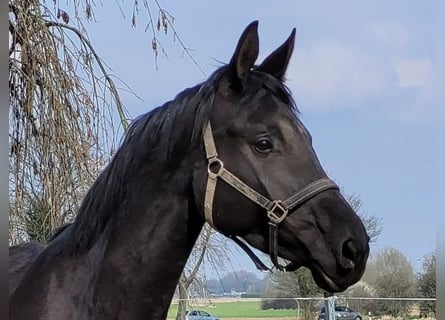 Trakehner, Jument, 4 Ans, 174 cm, Bai brun foncé