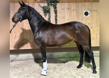 Trakehner, Jument, 5 Ans, 160 cm, Bai brun