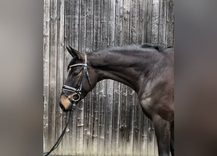 Trakehner, Jument, 5 Ans, 165 cm, Bai brun foncé