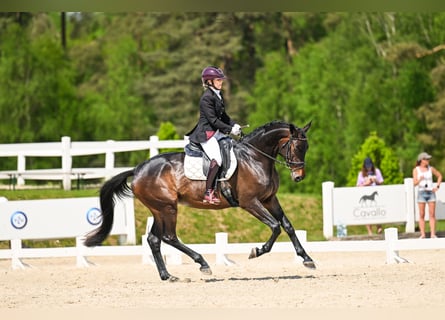 Trakehner, Jument, 5 Ans, 167 cm, Bai brun foncé