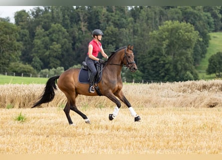 Trakehner, Jument, 5 Ans, 167 cm, Bai