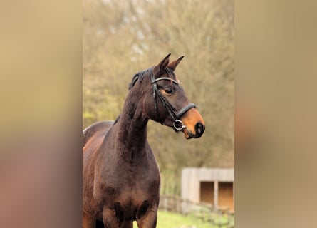 Trakehner, Jument, 5 Ans, 167 cm, Bai