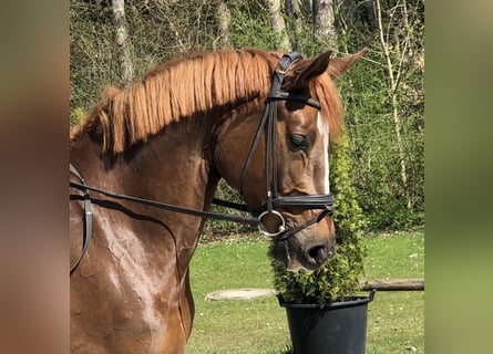 Trakehner, Jument, 5 Ans, 168 cm, Alezan brûlé